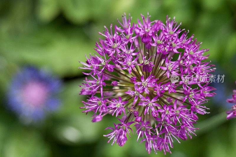 花园里的大洋葱花(Allium giganteum)